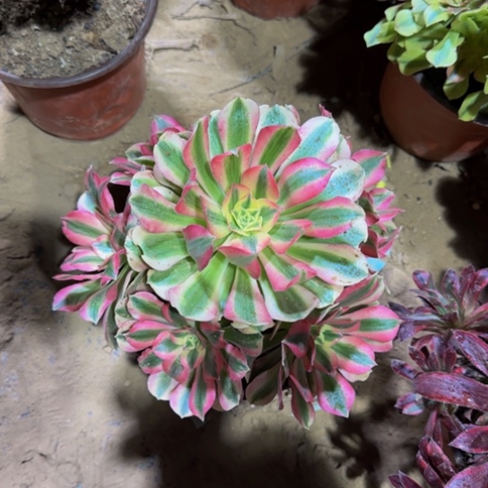 粉女巫地载9.9多肉植物