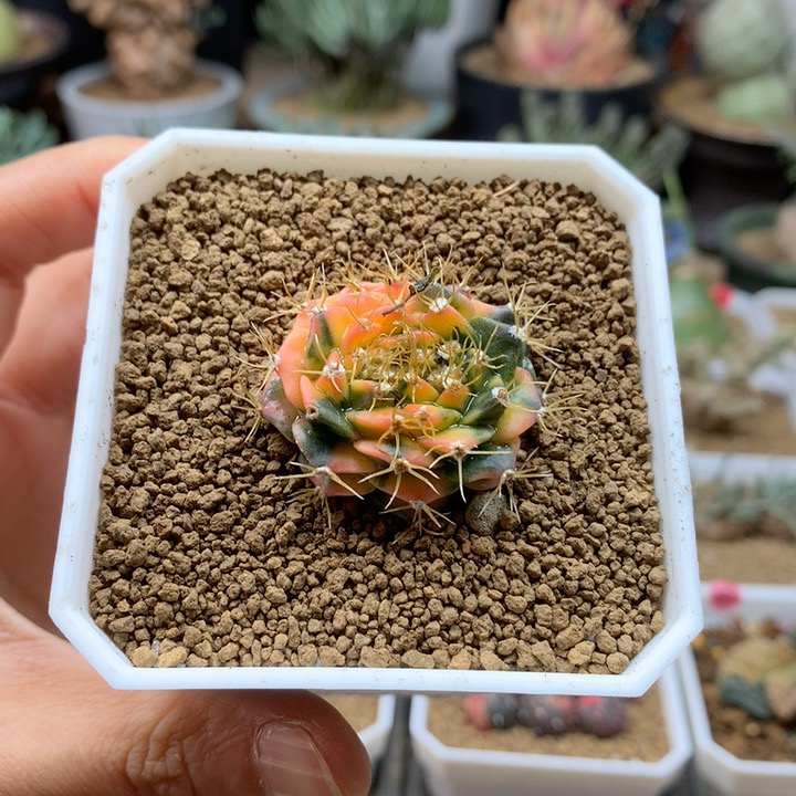 帝冠锦缀化自根带盆