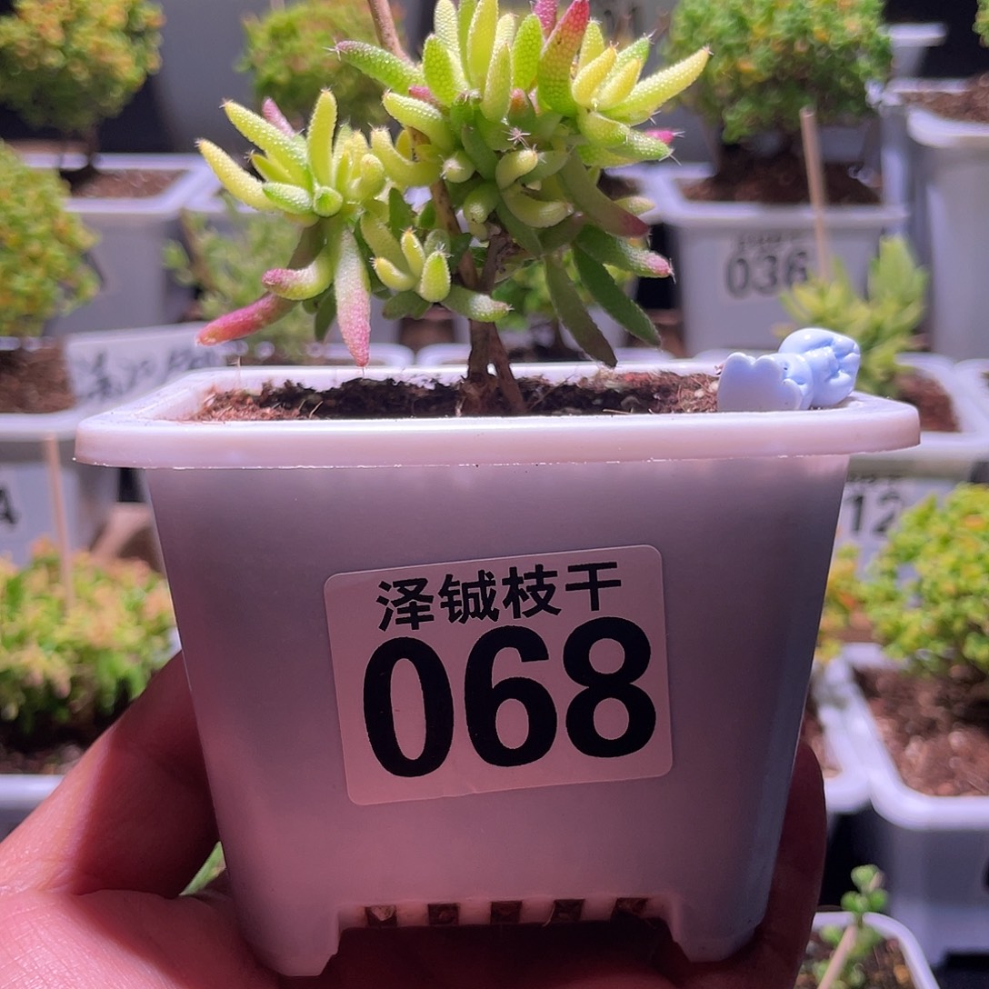 068枝干番杏玉米锦