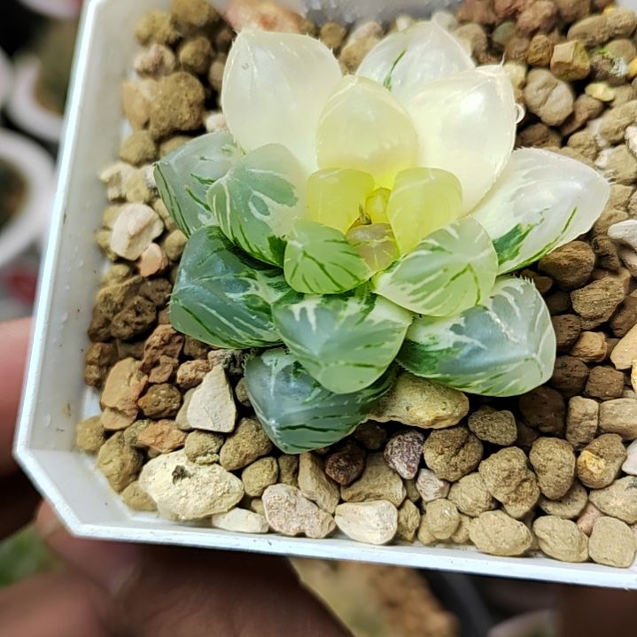 151号 4厘米左右一物一拍带盆