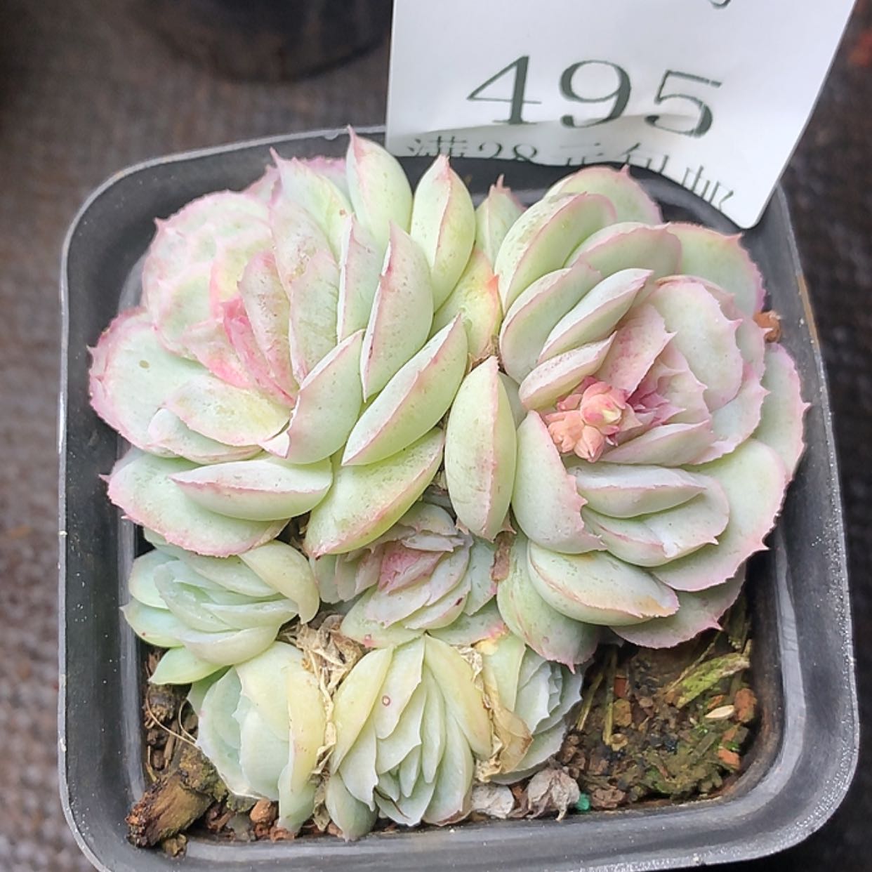 【闪购商品】云495