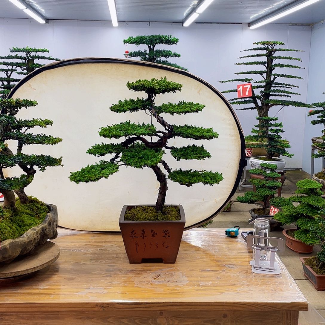 无花朵盆景直播间