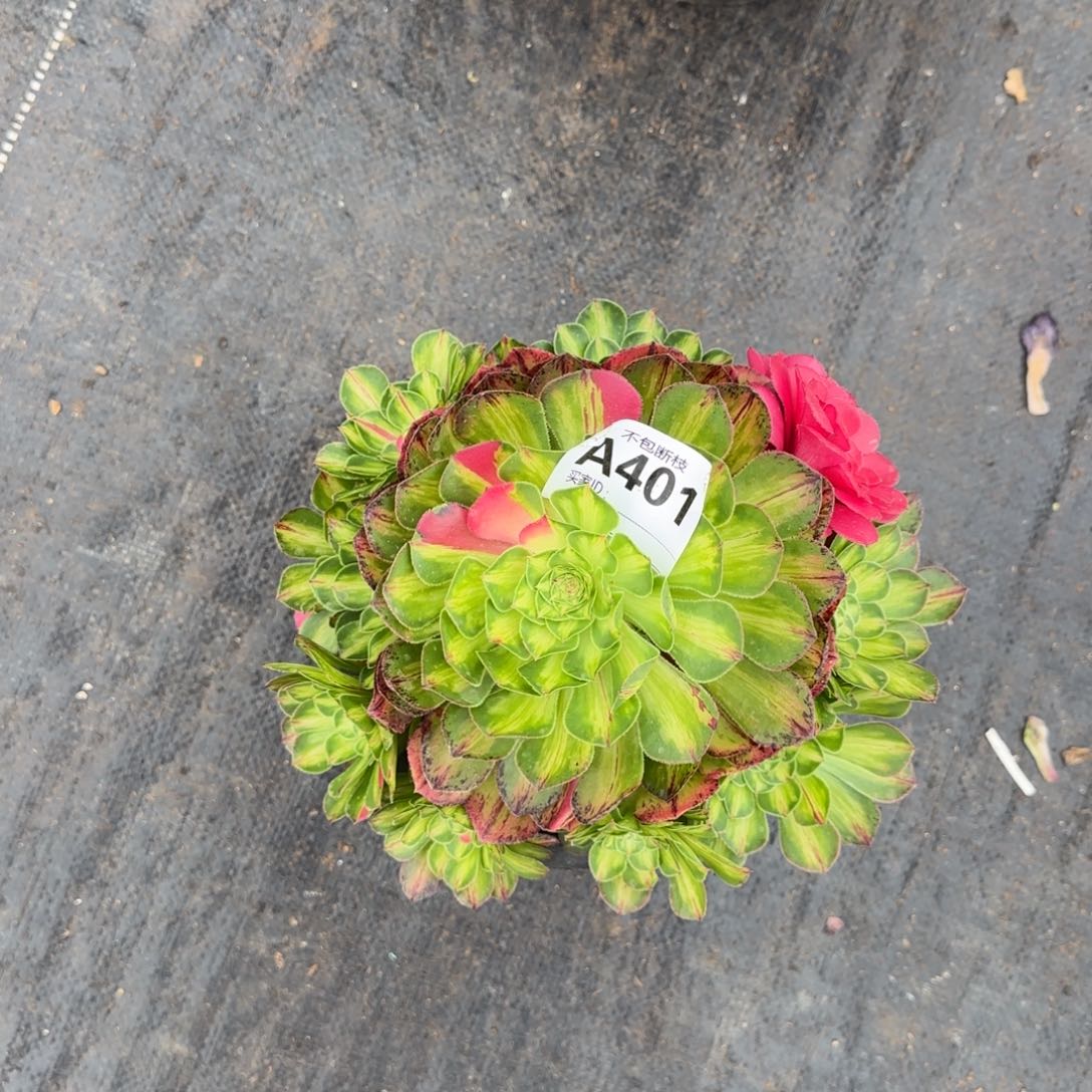 知否多肉植物401