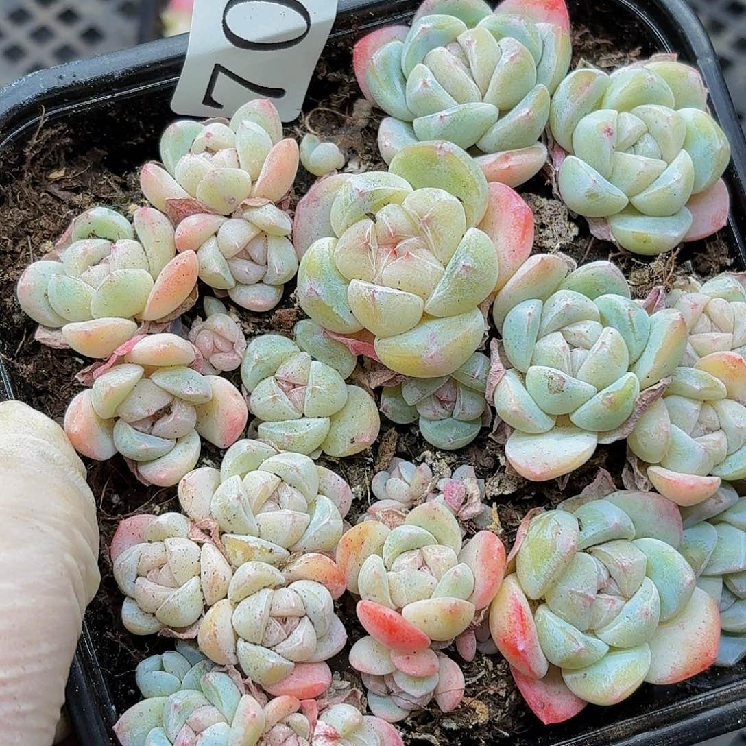 多肉植物多肉植物707