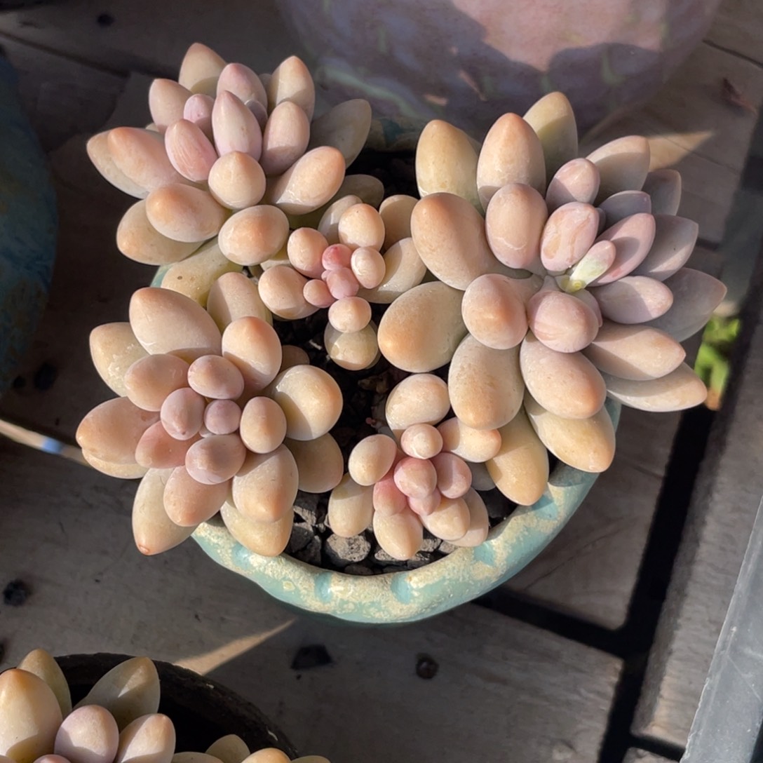 多肉植物多肉植物