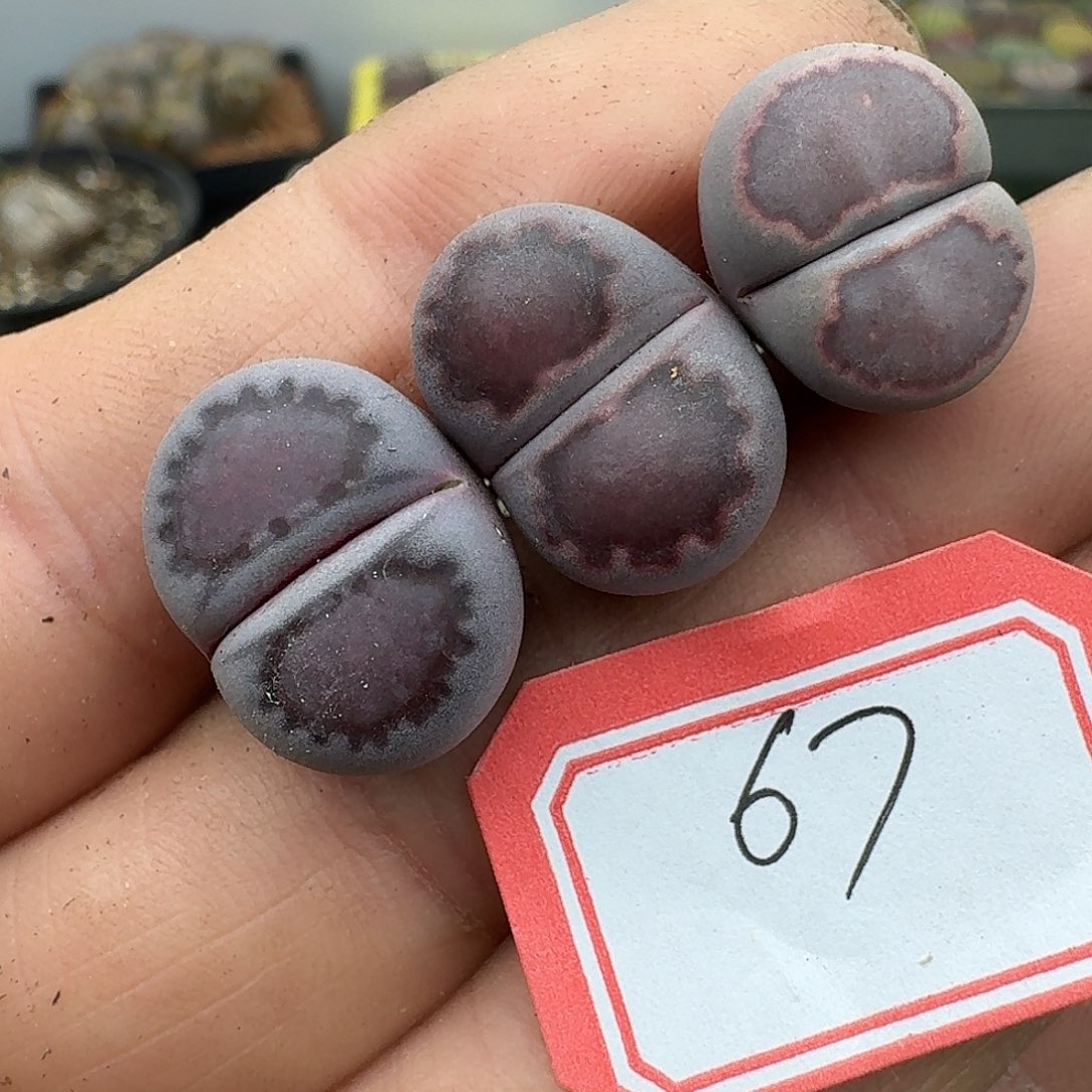 67多肉紫饼干给哈哈哈哈哈哈哈