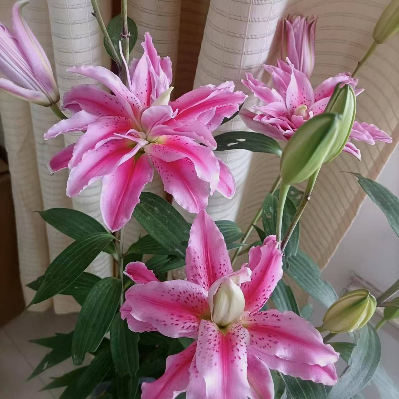 当年开花《萨米拉周长15/17cm》进口重瓣香水百合种球（1颗）