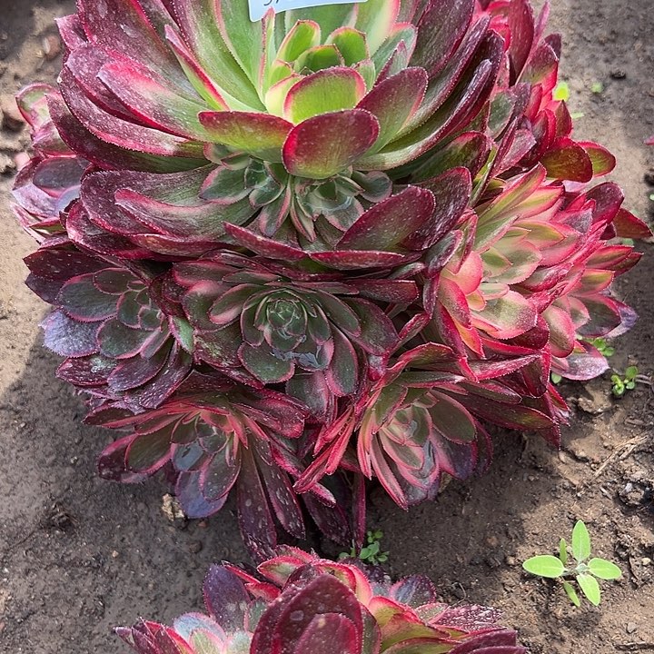 3.30-44黑膜锦多肉2