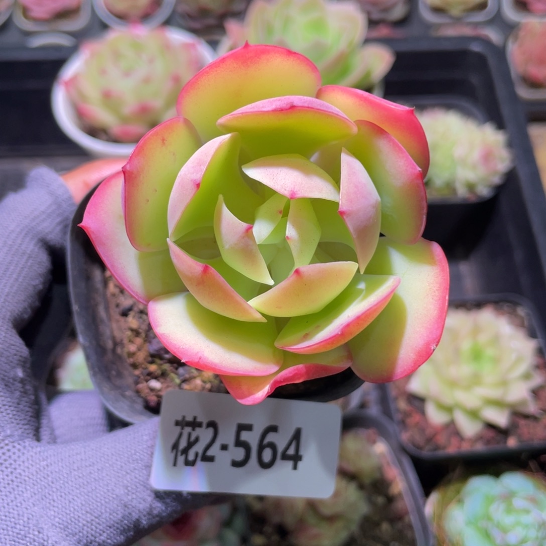 花利美2-564碧桃 