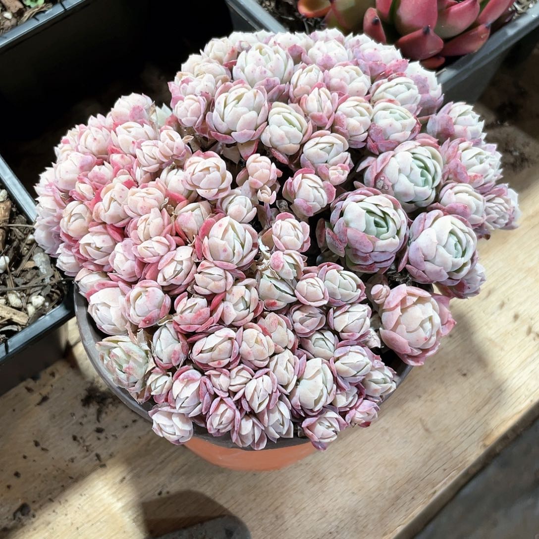 罗*蓝奶油贝瑞朵朵一颗定向