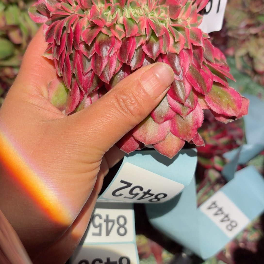 我8451 号多肉法师特价没有根 