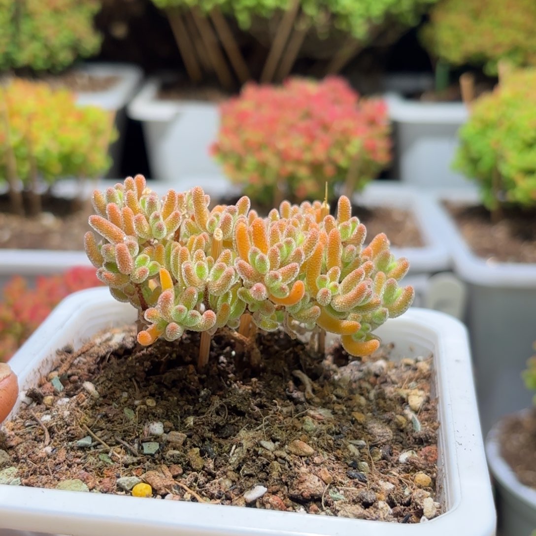 枝干番杏冰橙D191