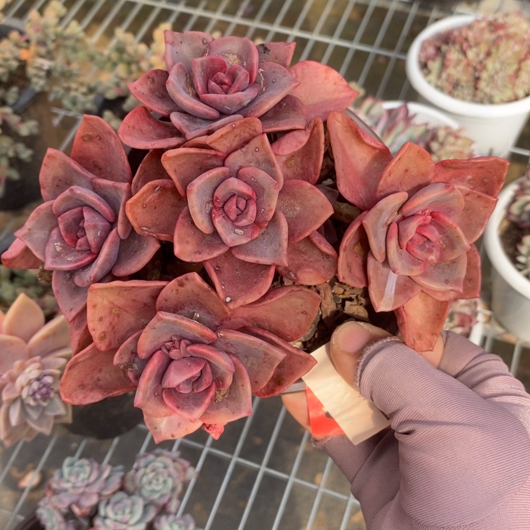 4132琉璃盏一物一拍