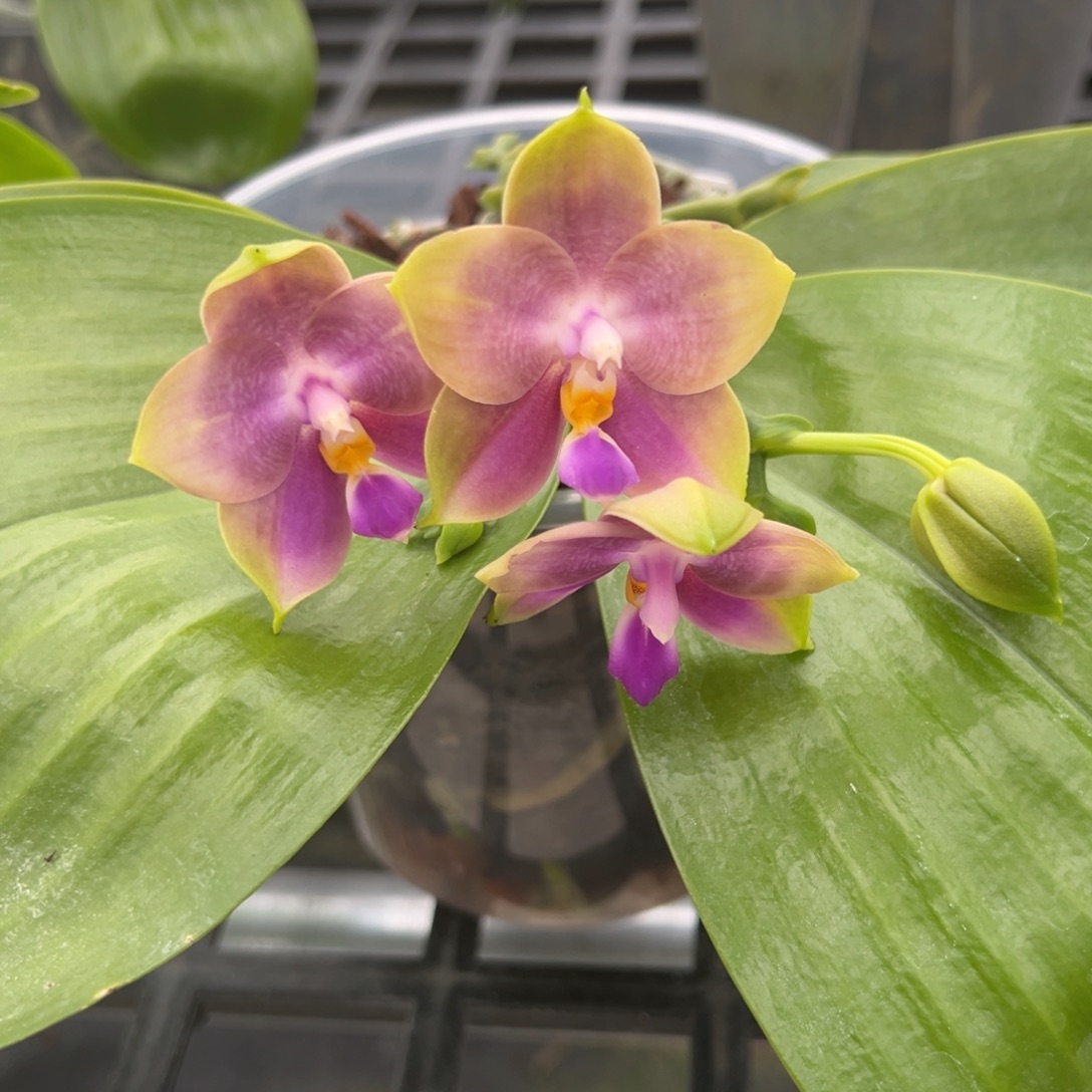 完全开放4.5寸杯蓝贝交弥陀白虎