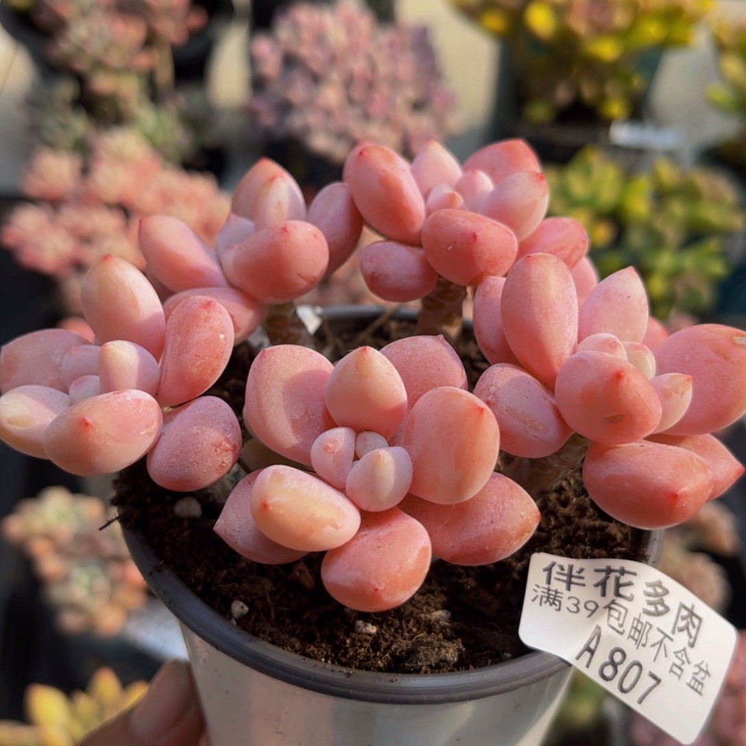 807樱花洛神10cm多肉植物