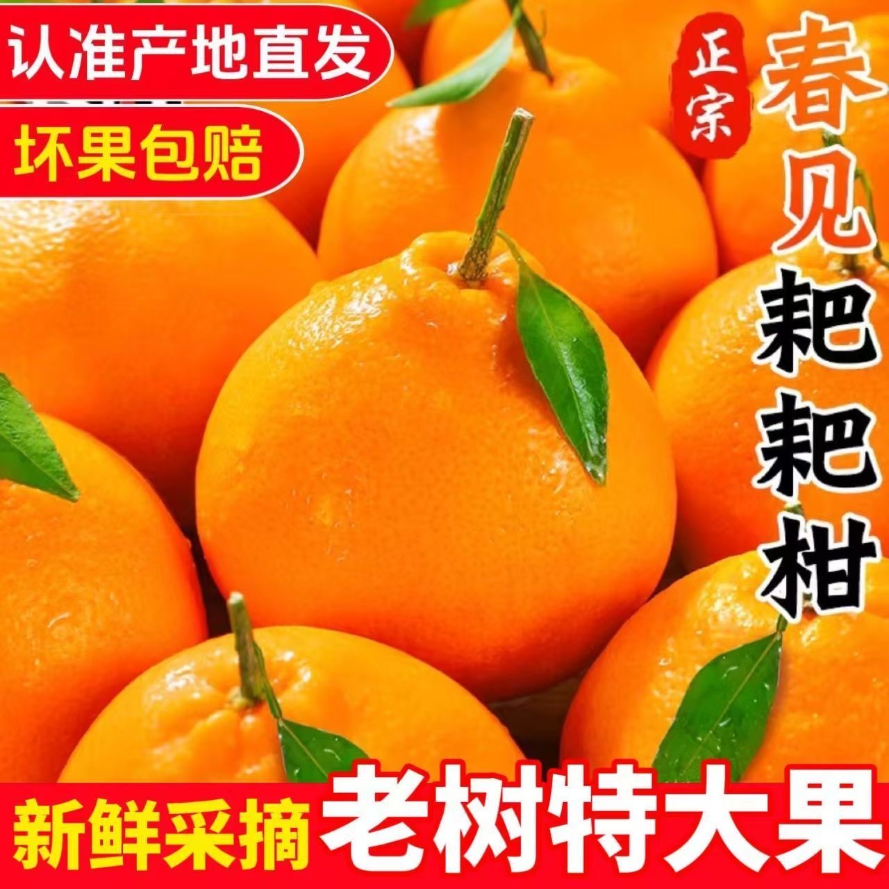 【产地直发】正宗四川春见耙耙柑好吃产地直发新鲜好吃水果多汁万山
