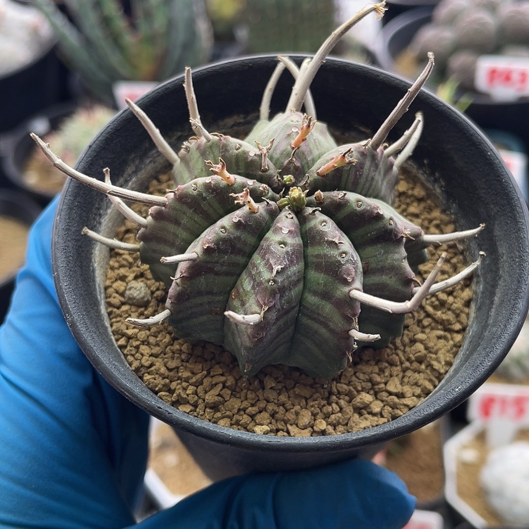 实生紫纹坤坤法丽达