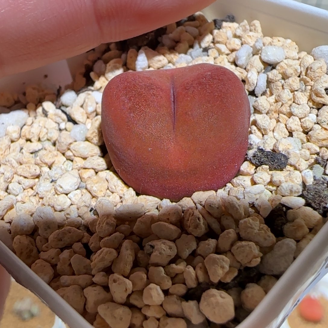 肉锥多肉植物组合-优选水蜜桃母本1301