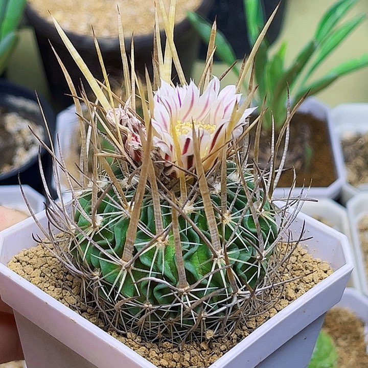 喷泉振武玉实生球一颗4.8公分