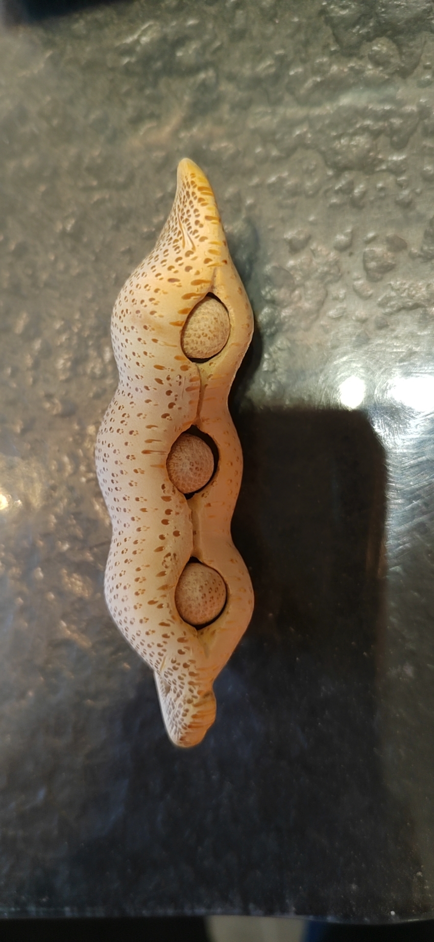 竹根雕豆角造型四季发财摆件