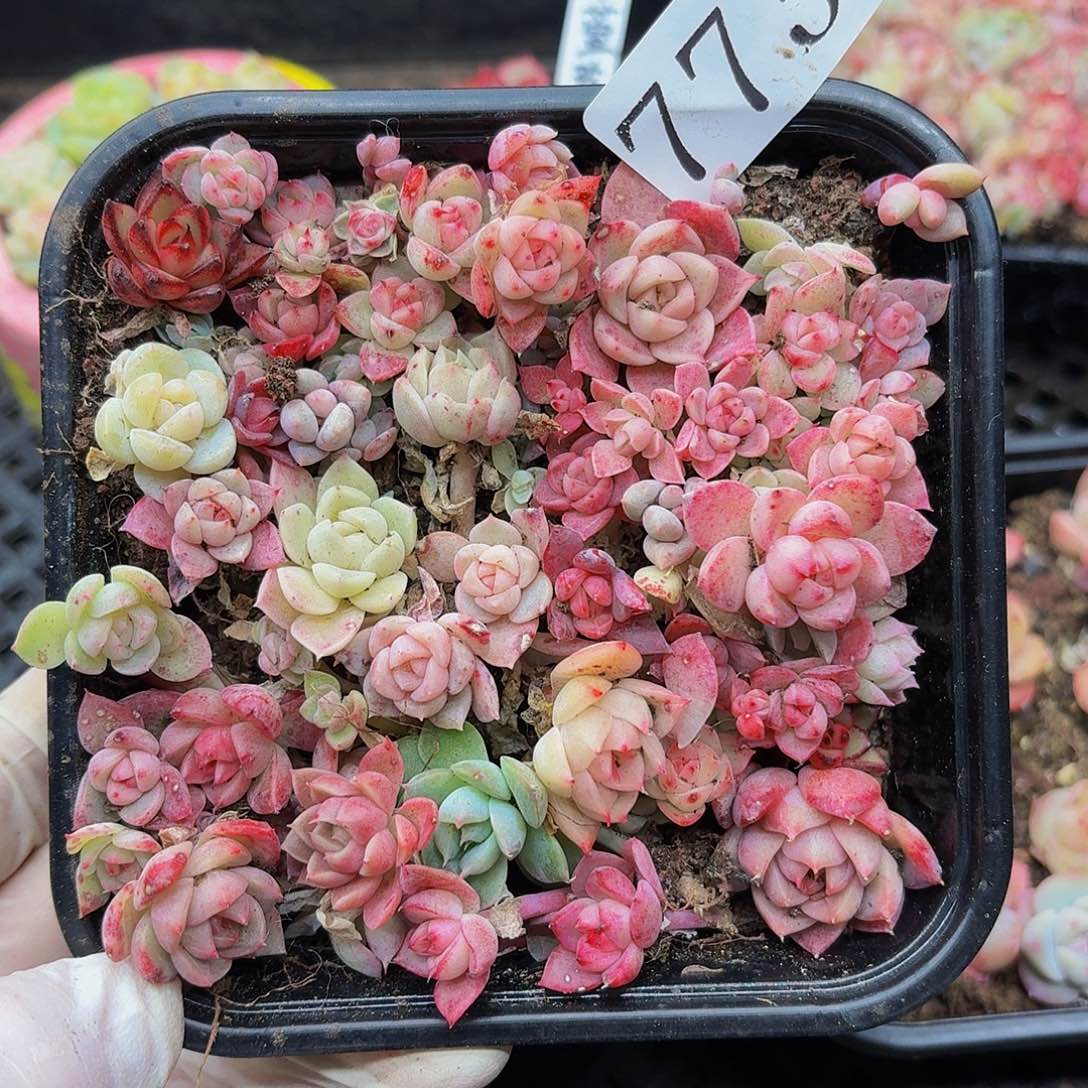 多肉植物多肉植物773