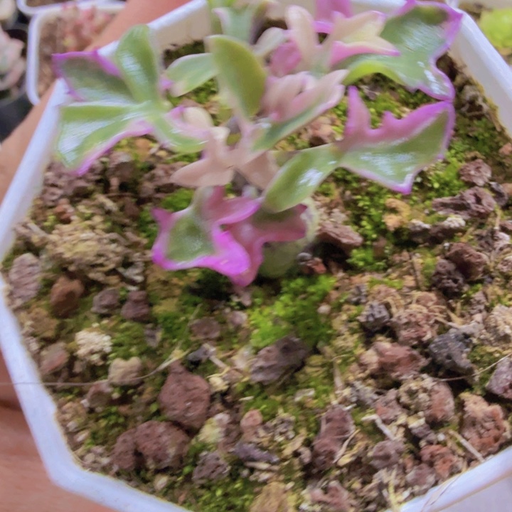 七宝树锦王炸一颗