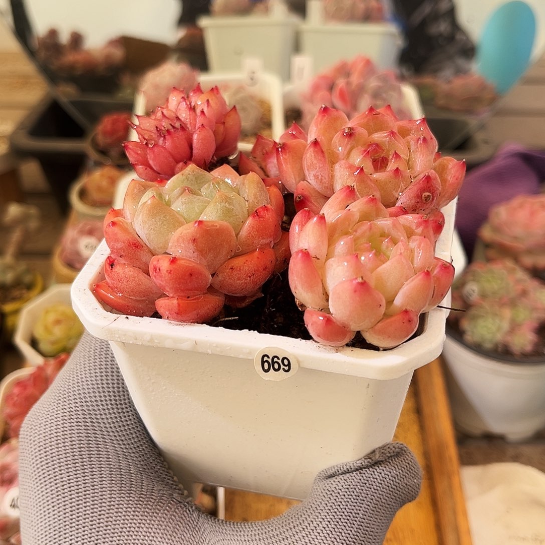 多肉植物一物一拍669