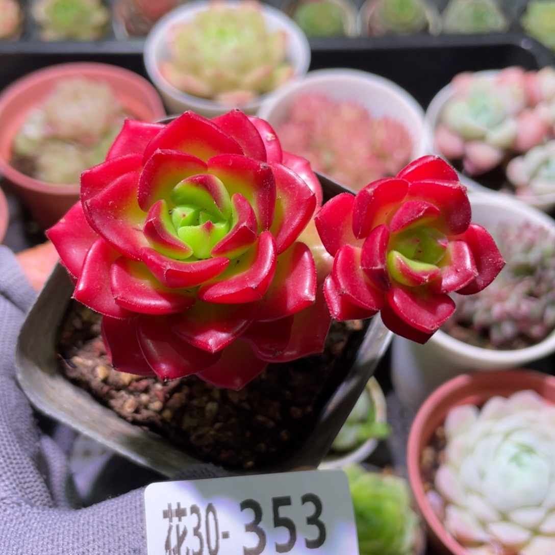 花利美30-353蒂亚