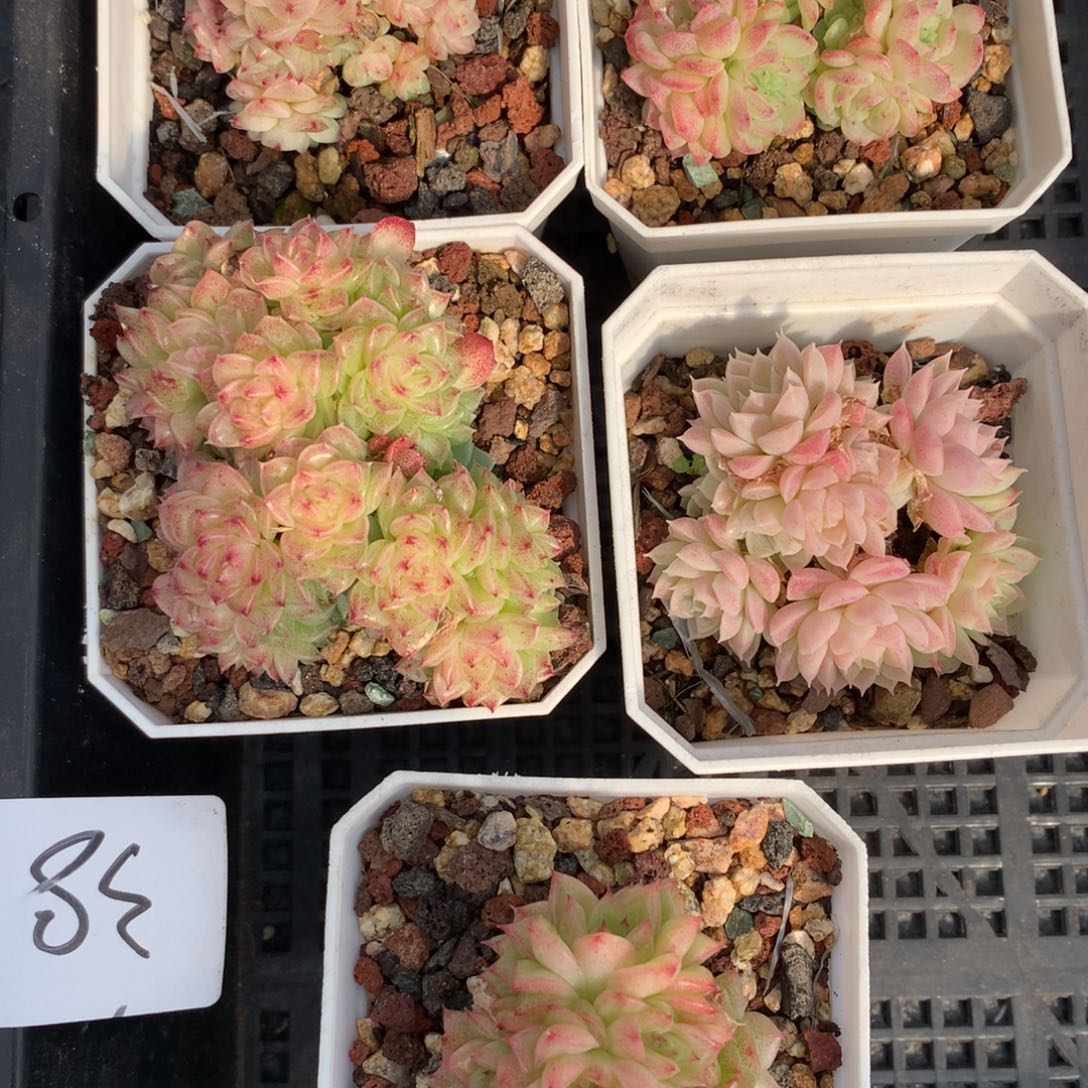 1130-38 套餐一组