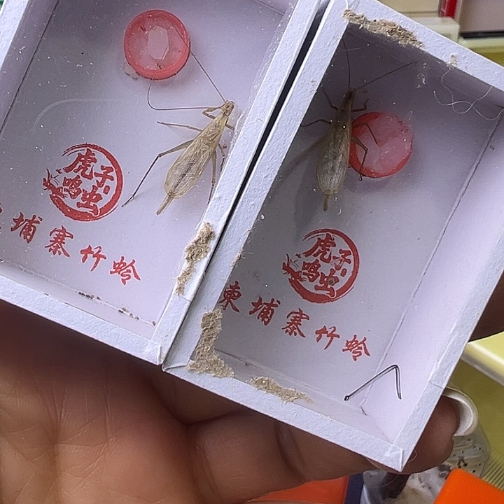 知***人柬埔寨哈哈哈哈哈哈哈哈哈哈哈哈