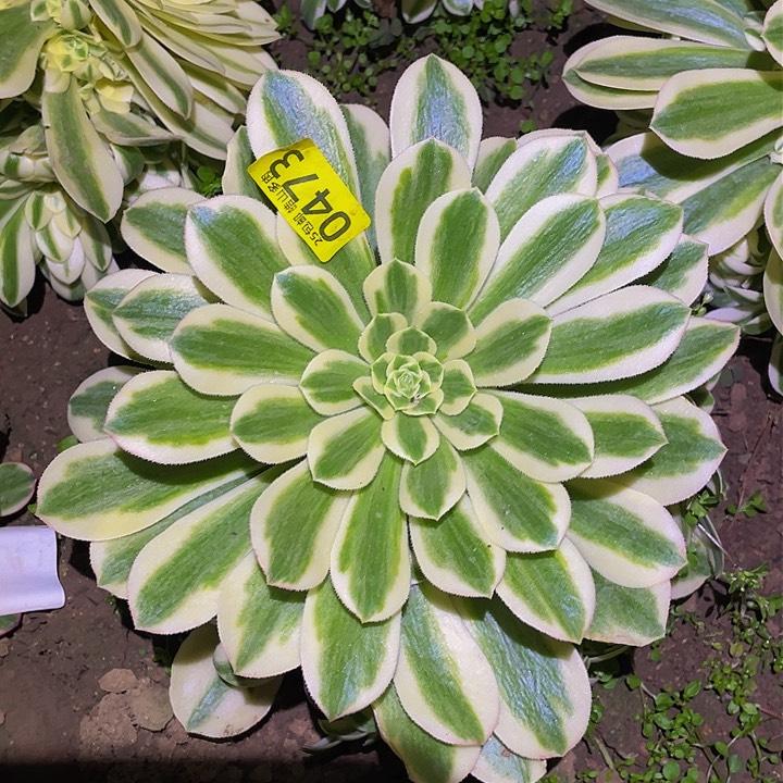 0473辛尼亚多肉植物