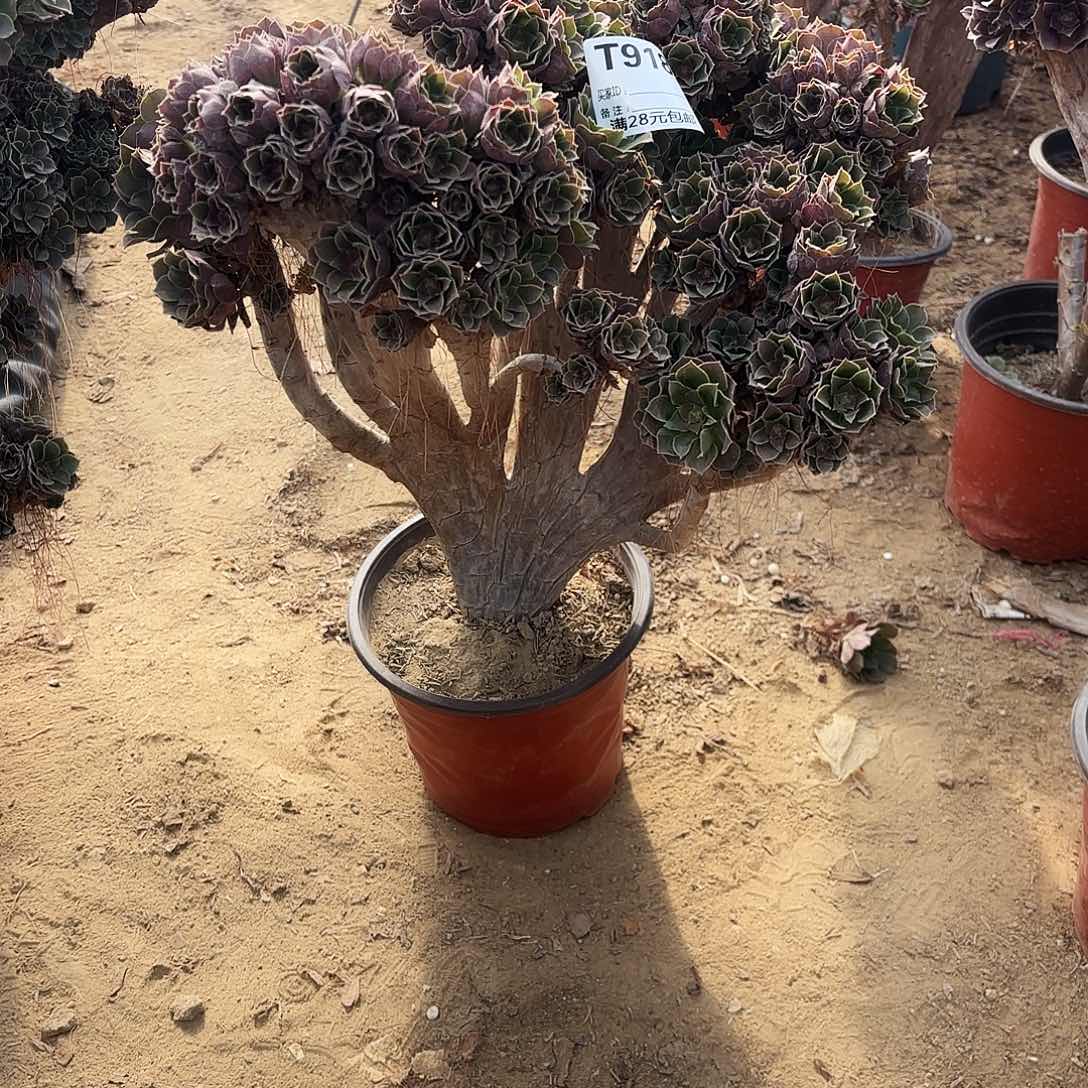 1**0918玫瑰朵朵多肉植物