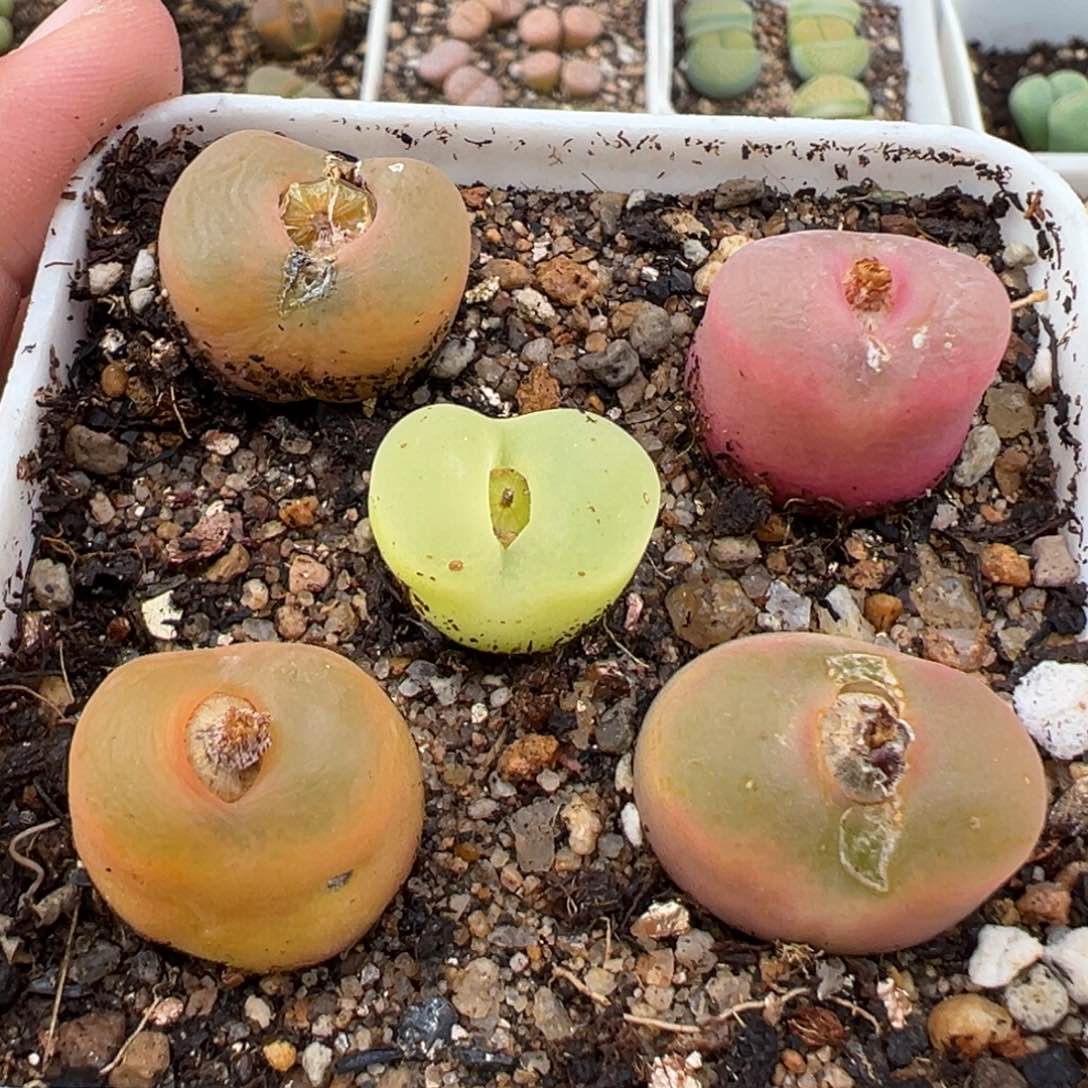 1.23好看的多肉361