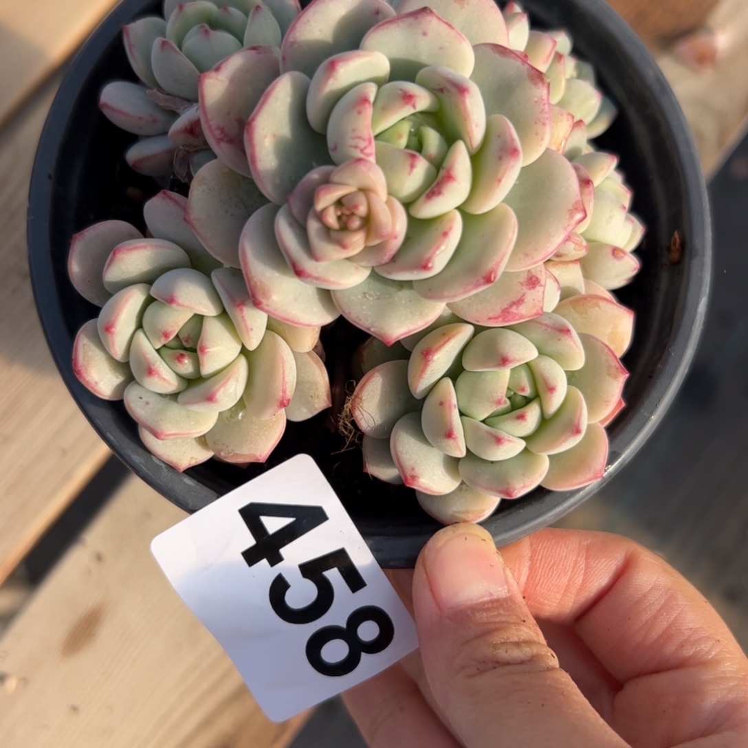 橘***柑458 多肉植物组合盆栽