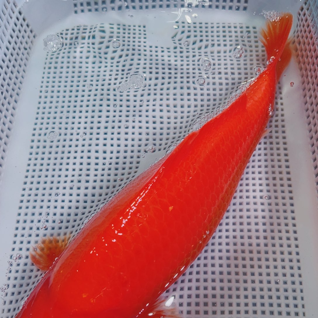 锦鲤锦鲤冷水鱼观赏