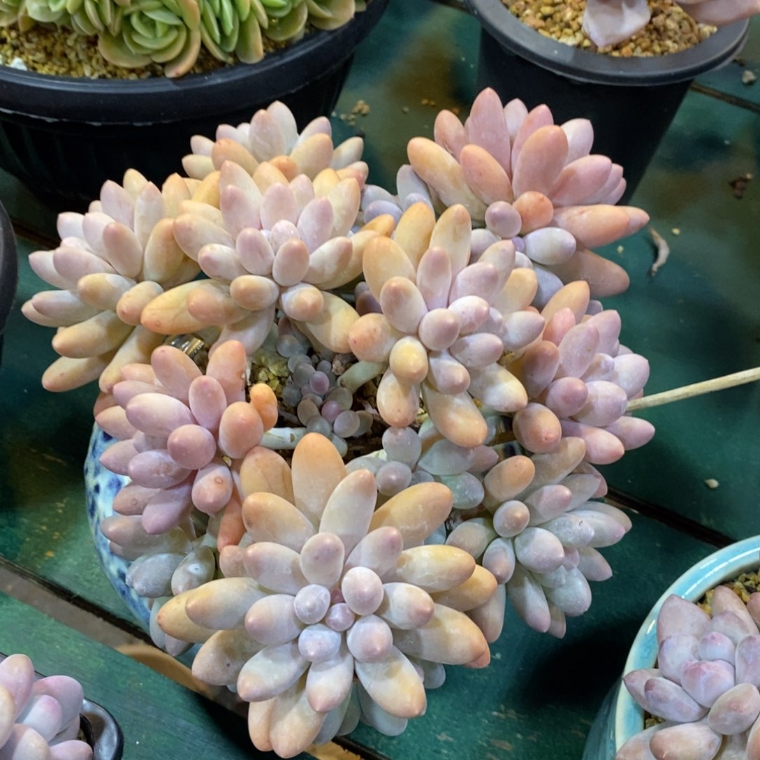 自然群老庄汤圆，123456789