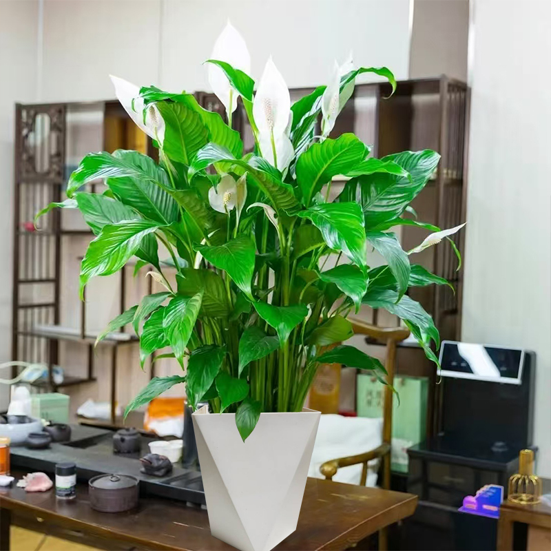 白色菱形盆白掌网红绿植室内耐阴花卉办公室盆栽好养护