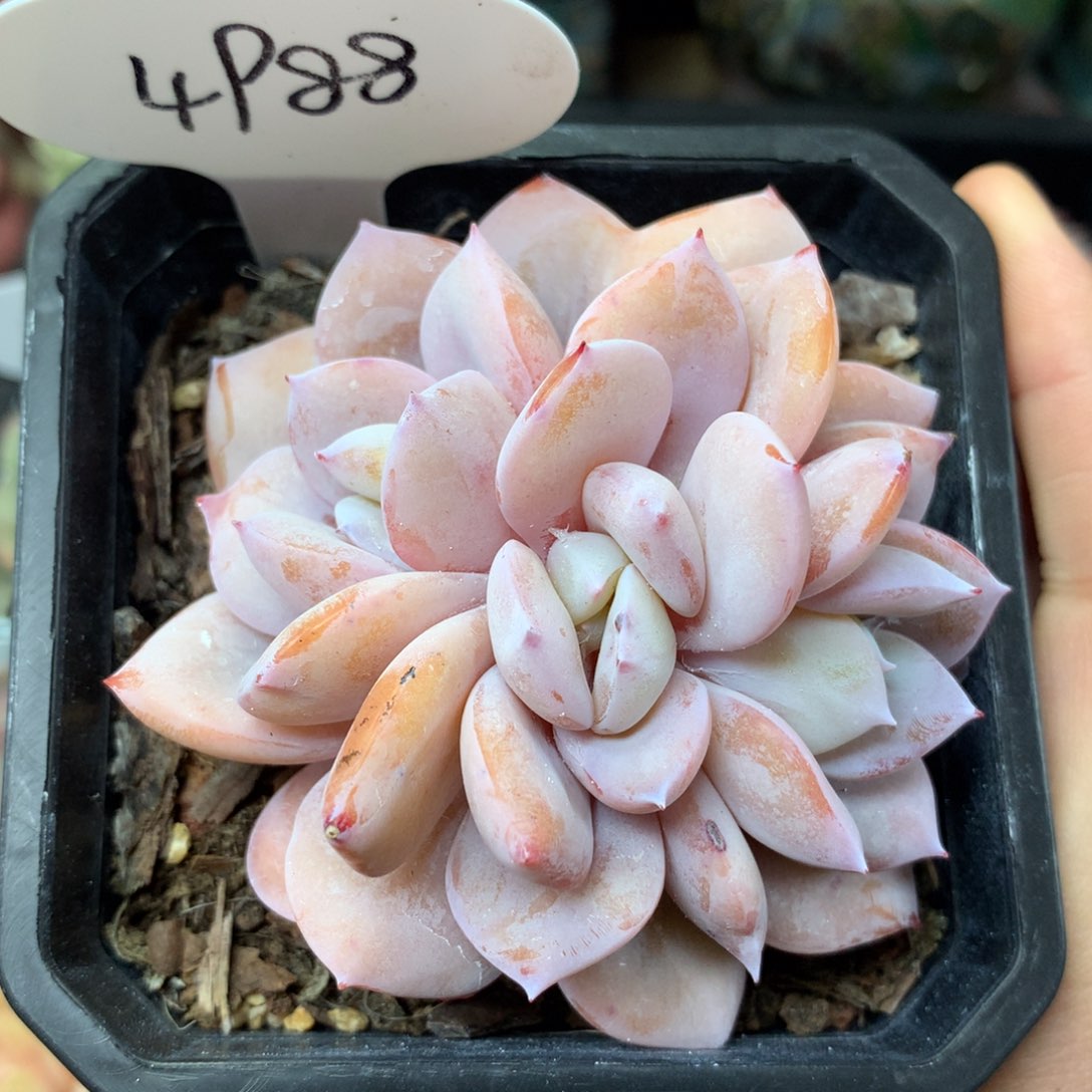 韩货奶茶3头无砍老桩4988