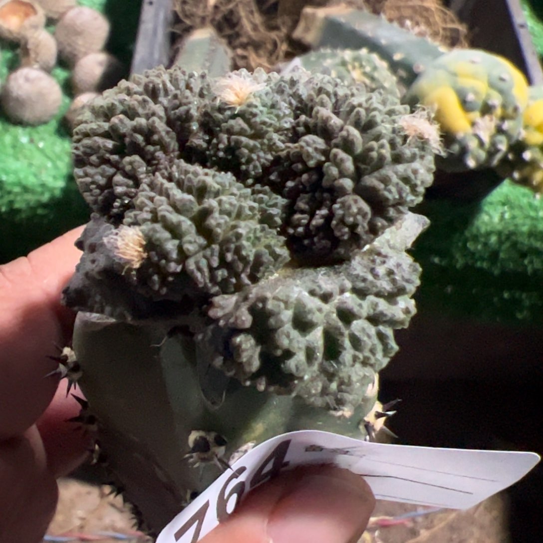 无毛哥斯拉牡丹764