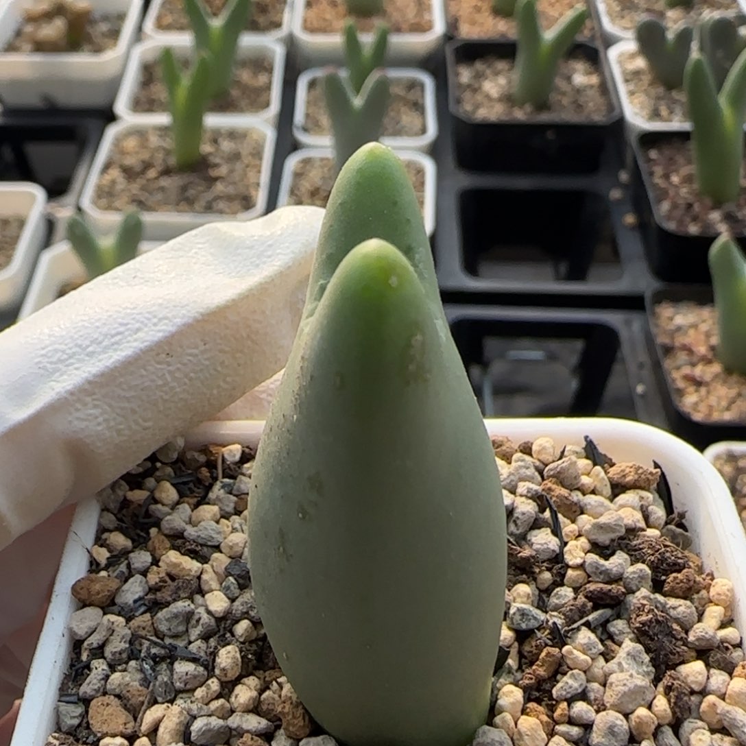 023当天满38包邮清货龙猫皮卡丘脱土