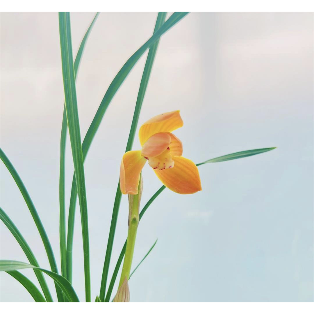 【朱金荷】春兰名品 老种3苗花开浓香 好养易活 对版