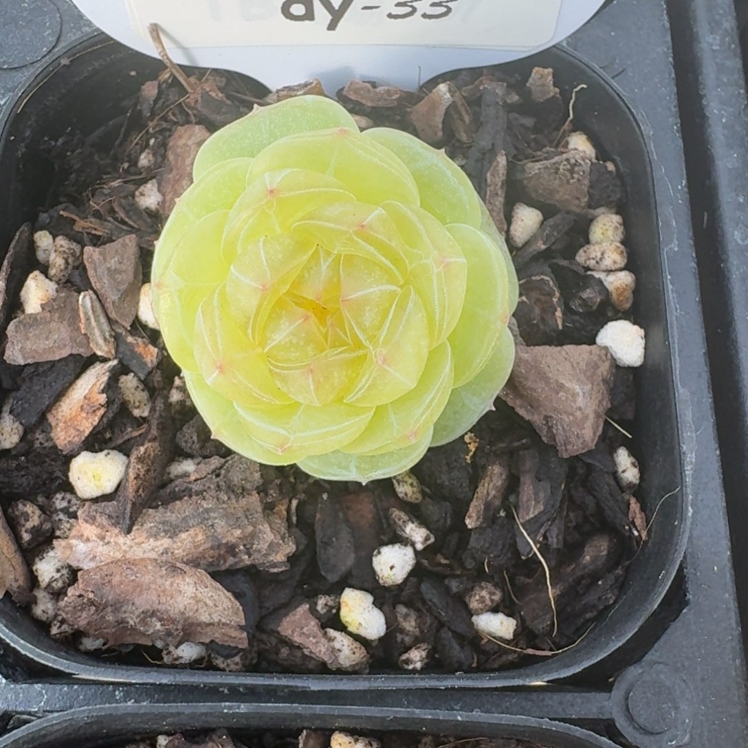 蓝*0205-033-素素单头