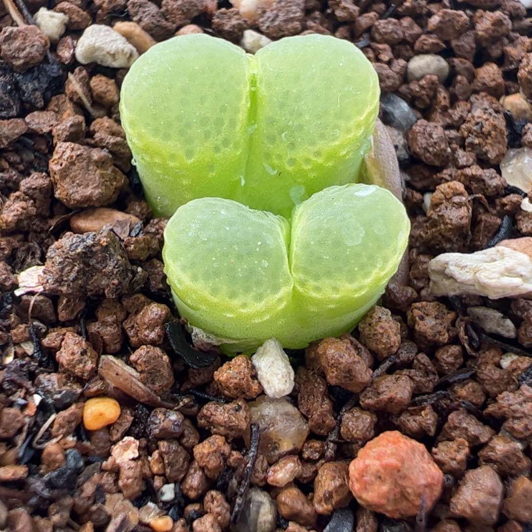 532多肉植物百科