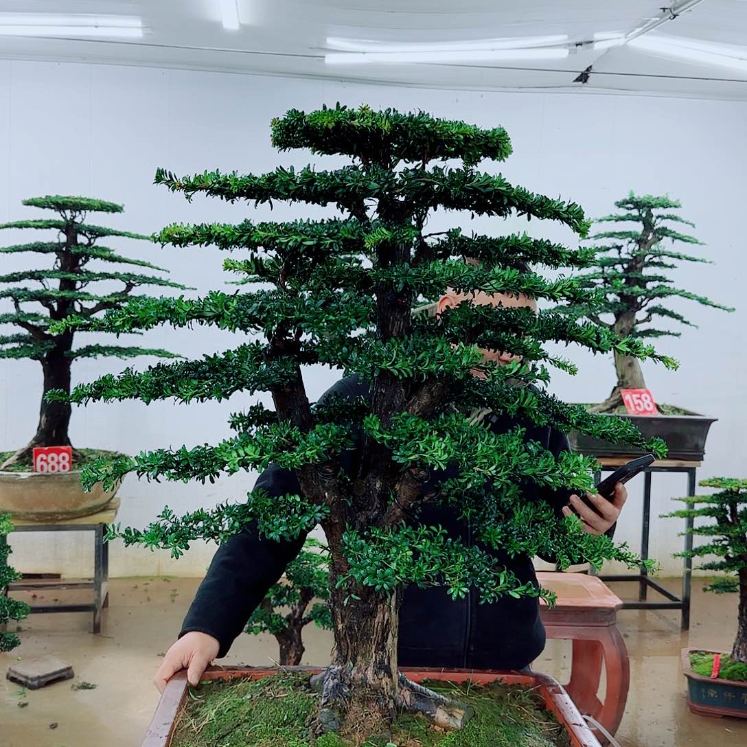 顾***哥完全开放盆景园林……