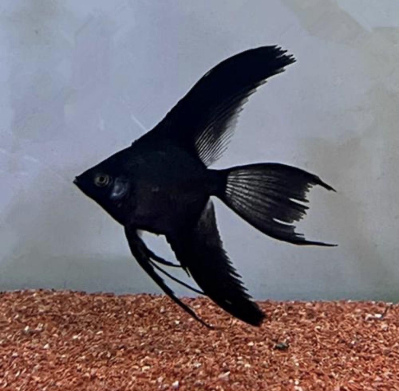 墨燕神仙鱼 鱼乐水族观赏鱼