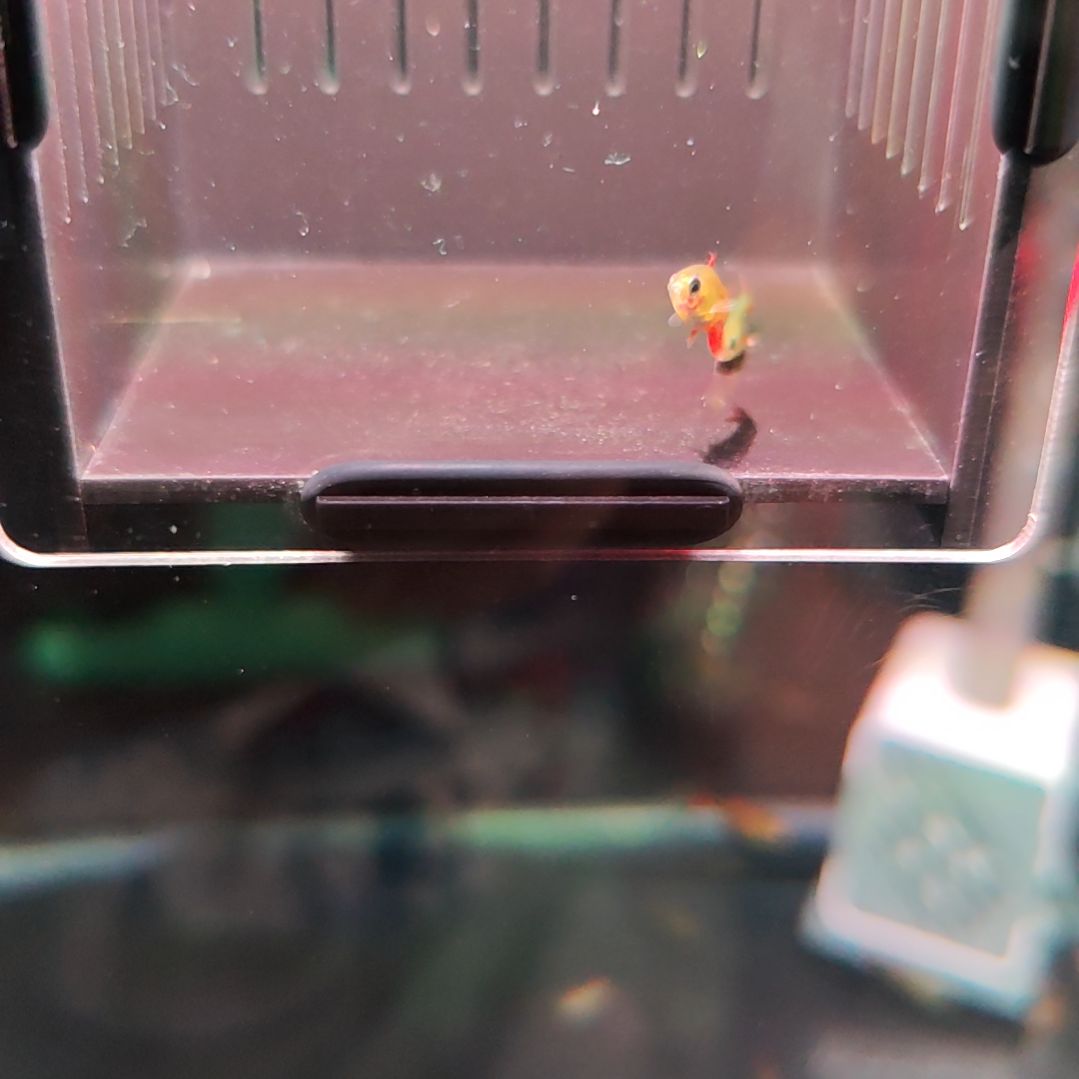 灯科鱼炎尾黑豆2条