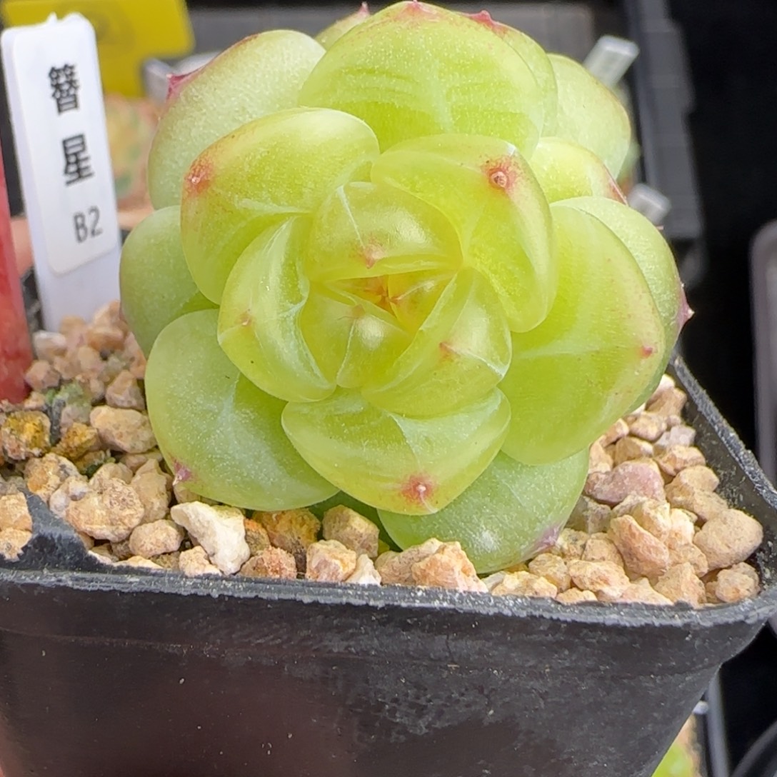 1231-030簪星B2母本