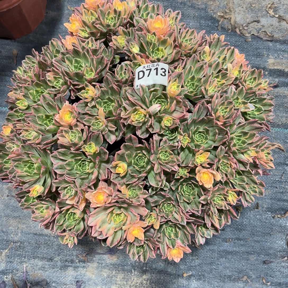 甜茶法师多肉植物713