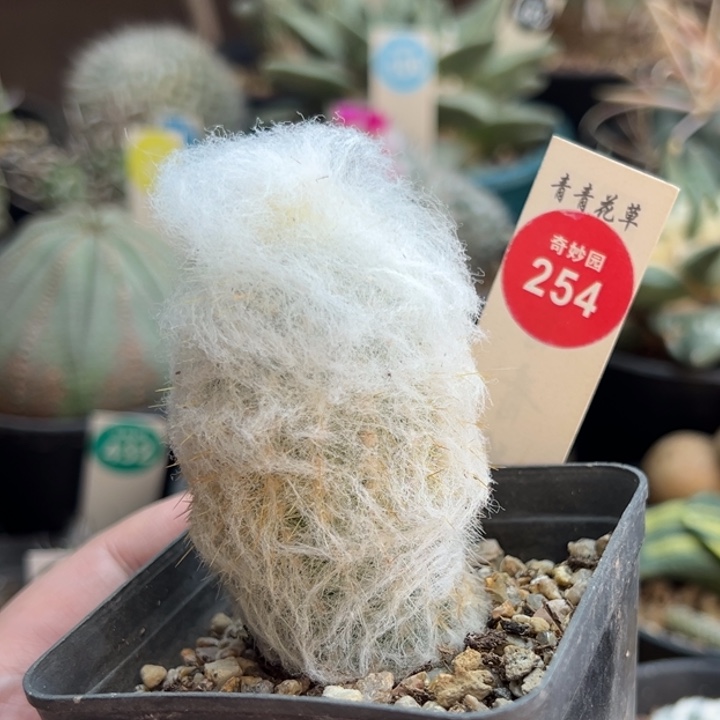 实生浓毛老乐柱一棵仙人球