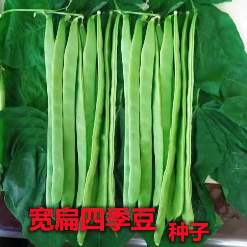 【全店满8包包邮】宽扁四季豆